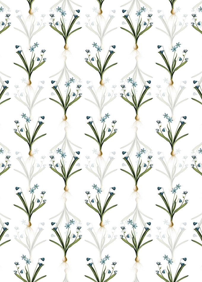 Scilla Amoena Pattern