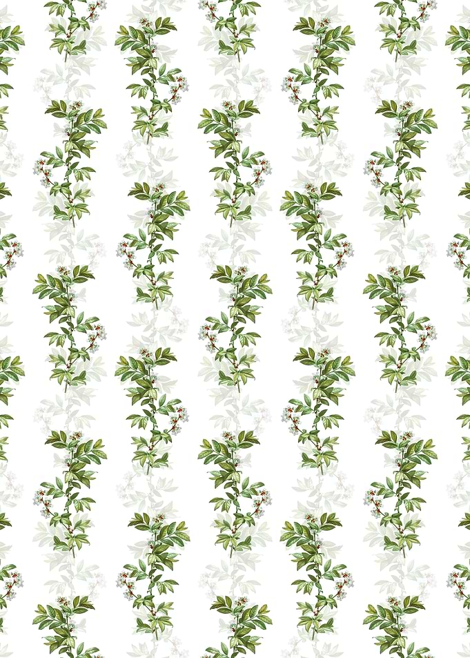 White Rabbit Eye Blueberry