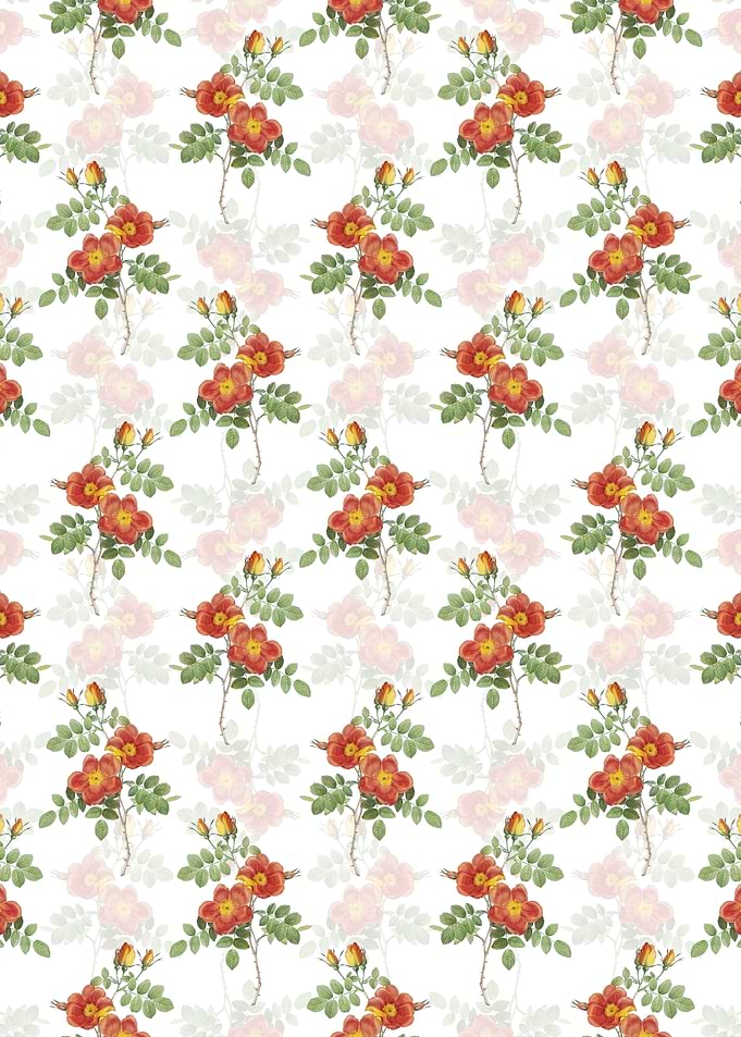 White Austrian Briar Rose