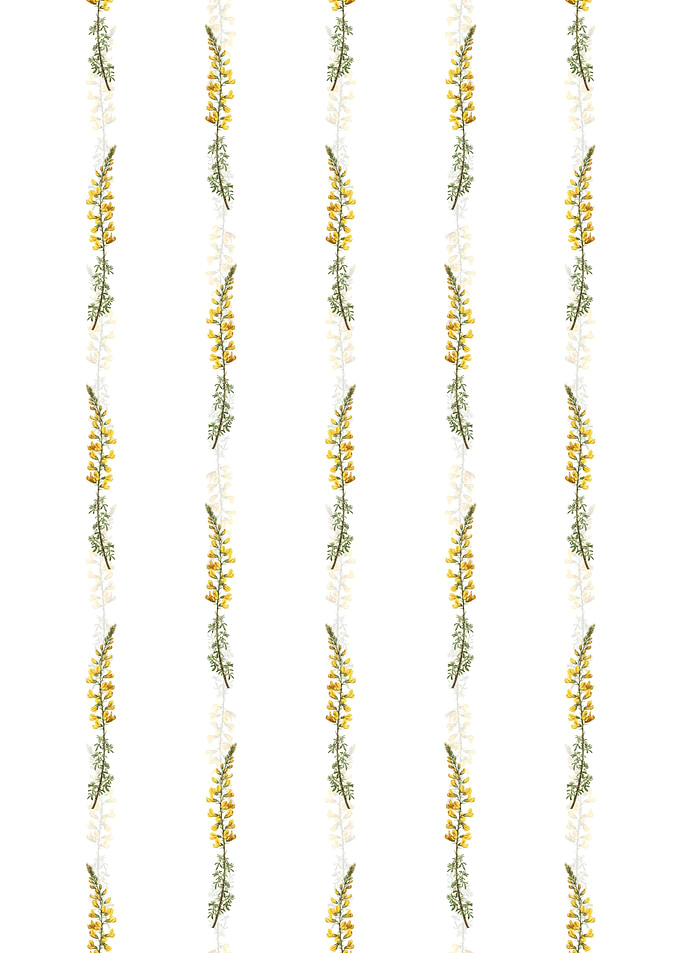 Floral Adenocarpus Pattern
