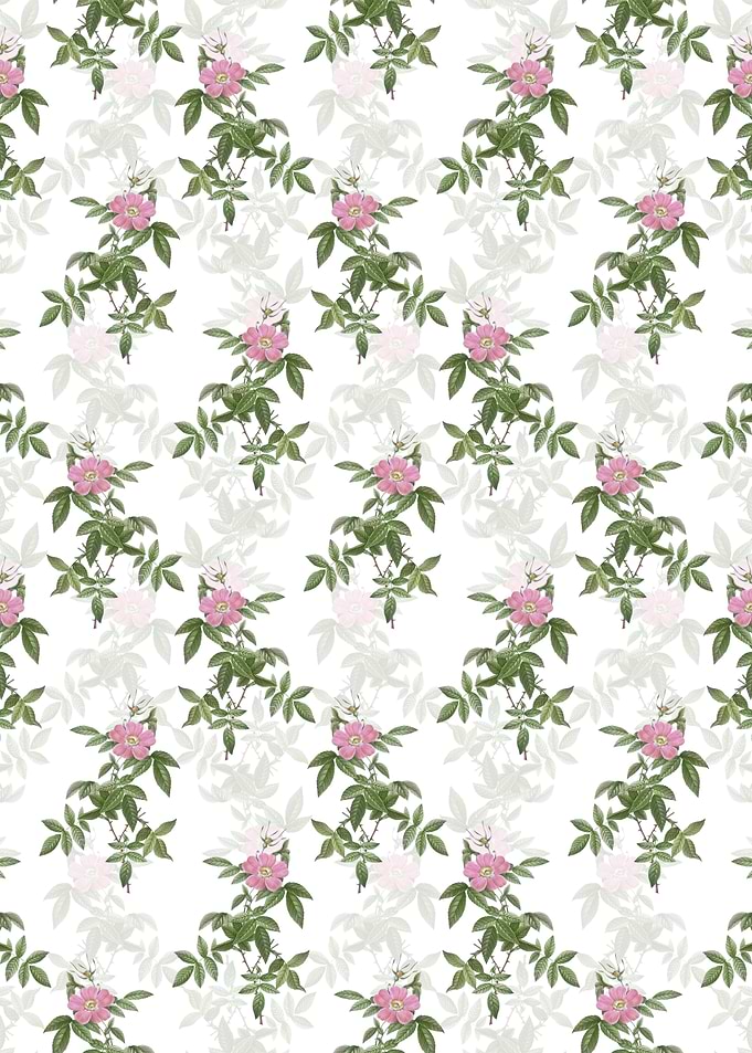 White Pink Boursault Rose