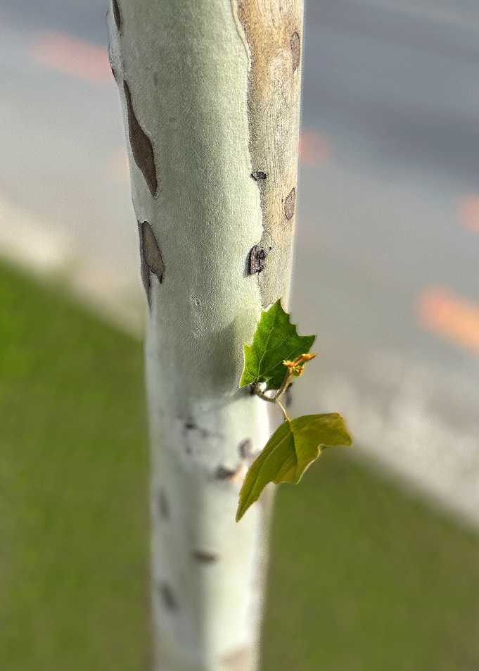 Birch by roadside