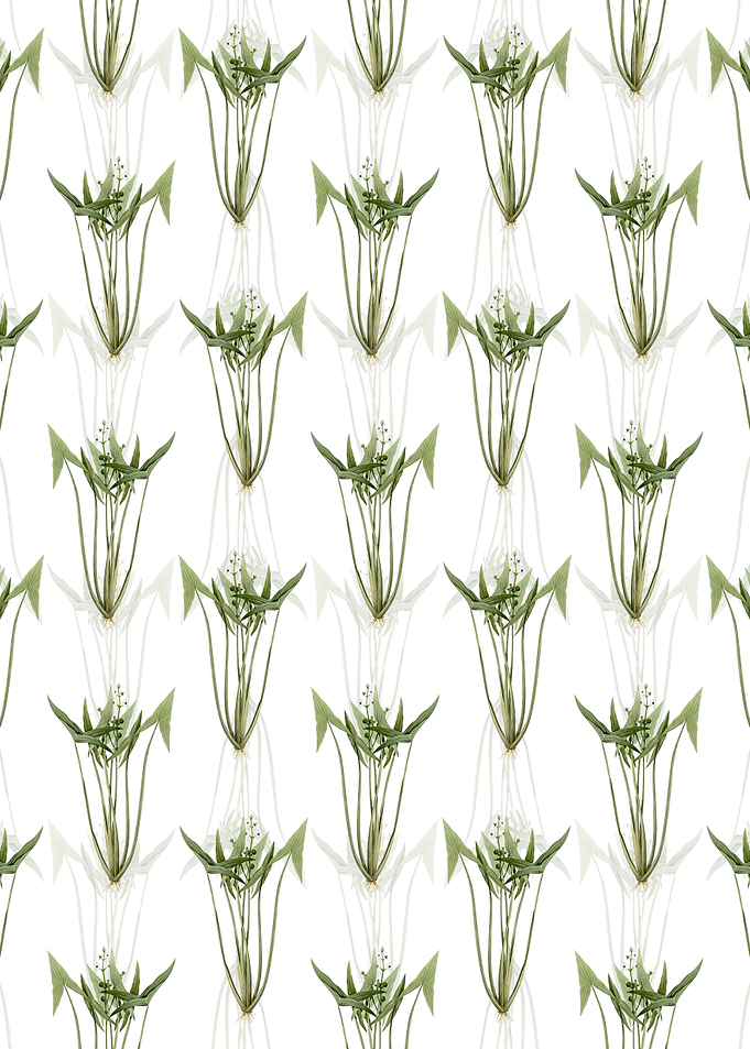 Floral Arrowhead Pattern
