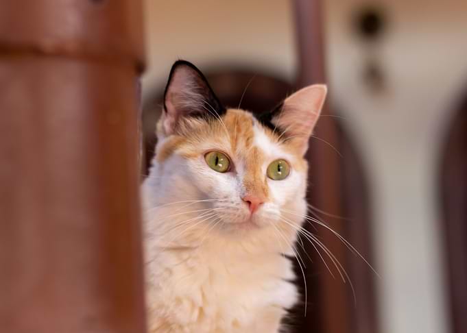 cute white cat