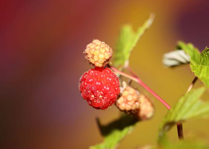 Rubus red fruit close up