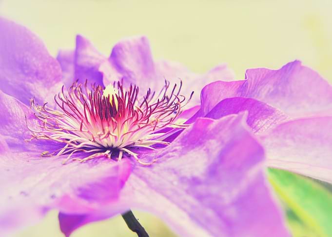 Pretty in purple 2