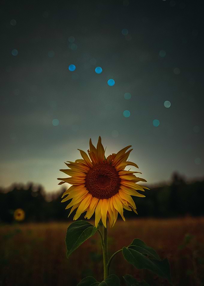 Sunflower Night view