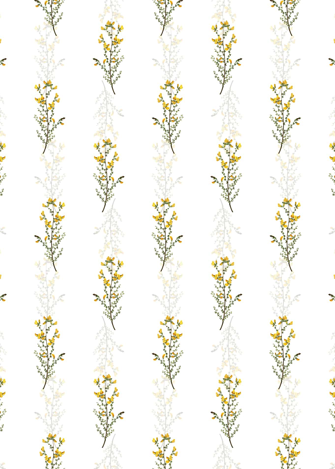 Floral Adenocarpus Pattern