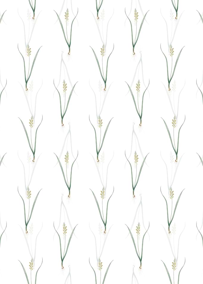 Lachenalia Pallida Pattern