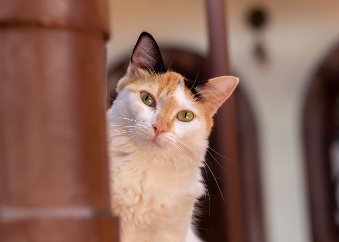 white cat