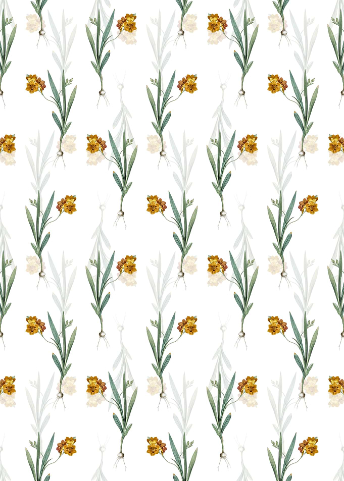 White Ixia Miniata Pattern