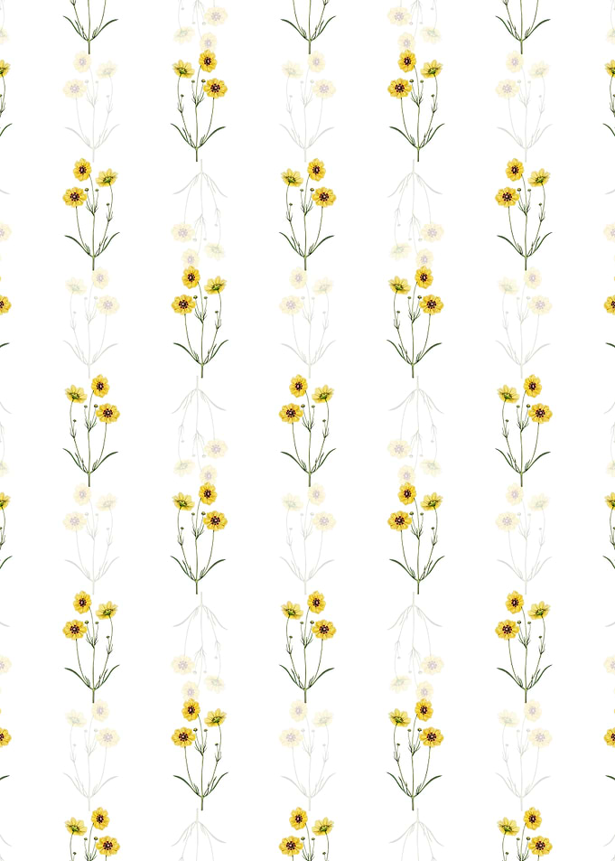 Perennial Dyers Coreopsis