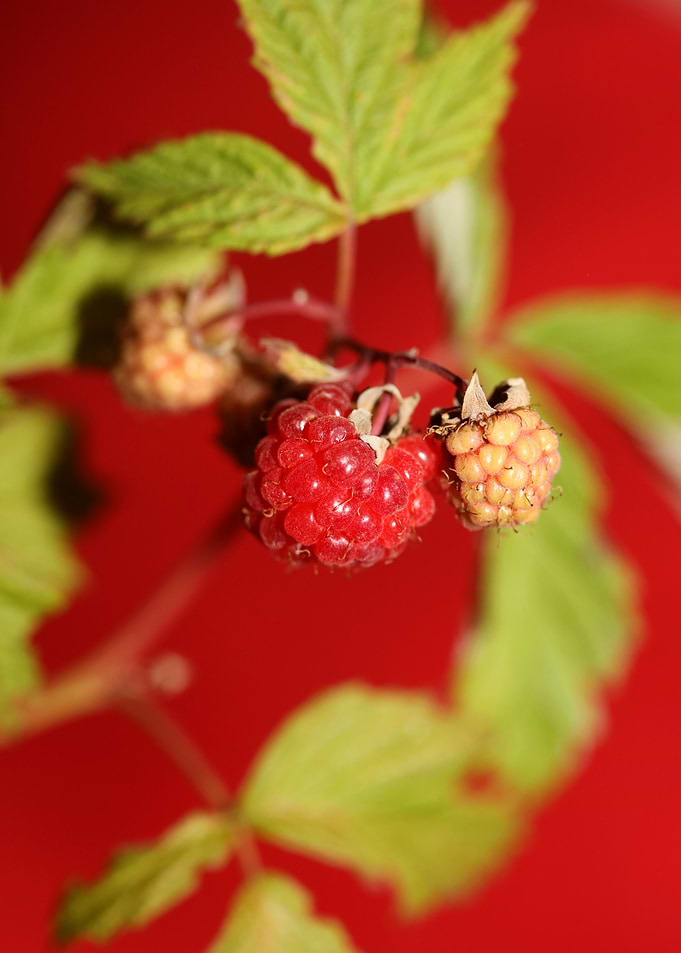Rubus red fruit close up
