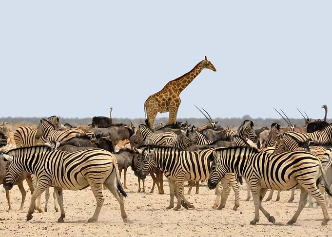 Zebra