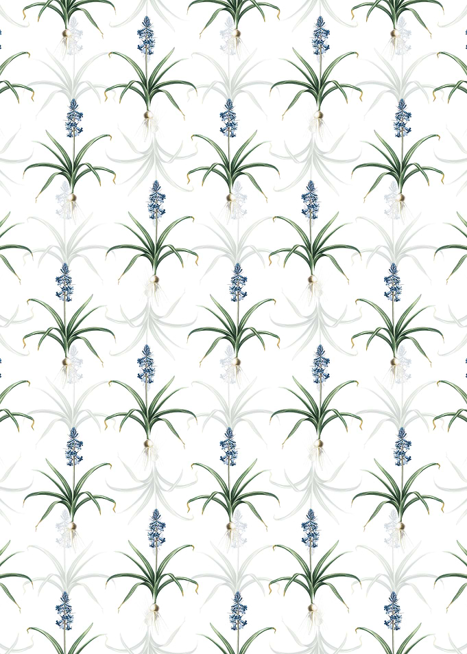 Scilla Patula Pattern