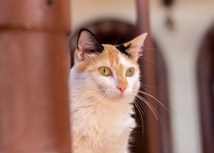 the cute white cat