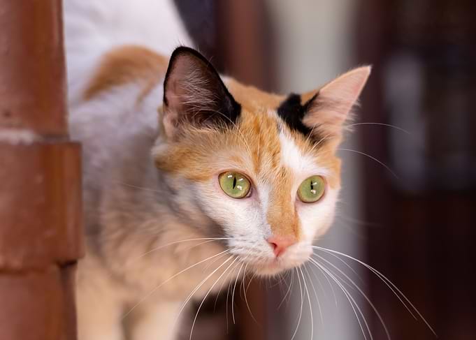 cute cat
