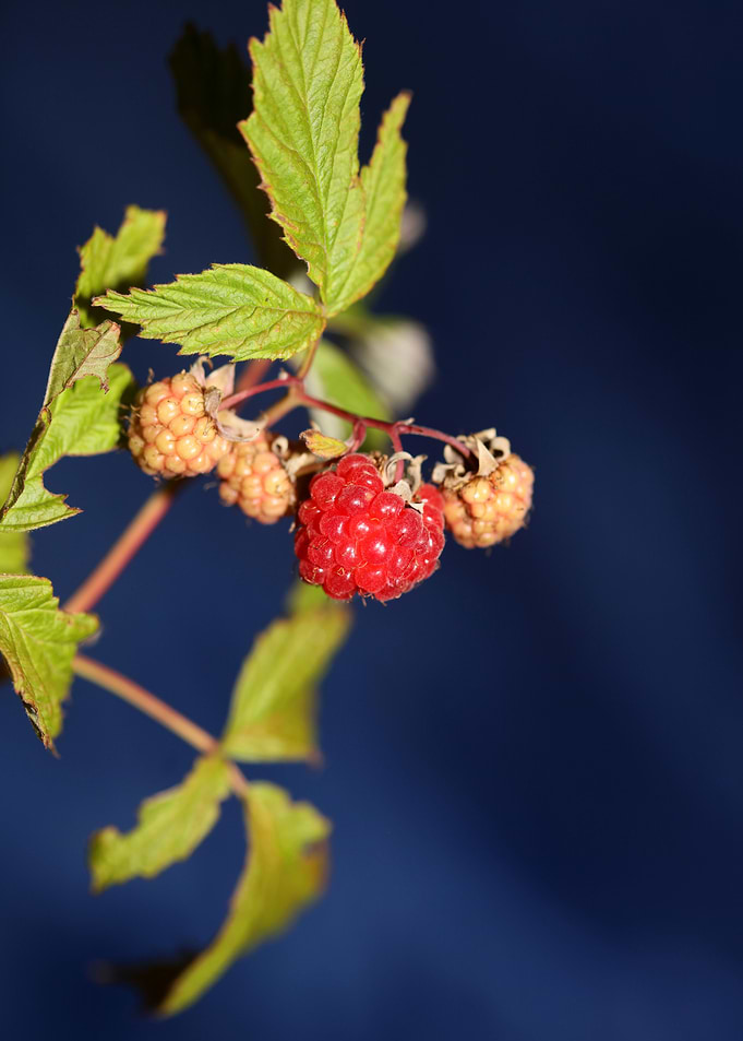Wild berry fruit close up