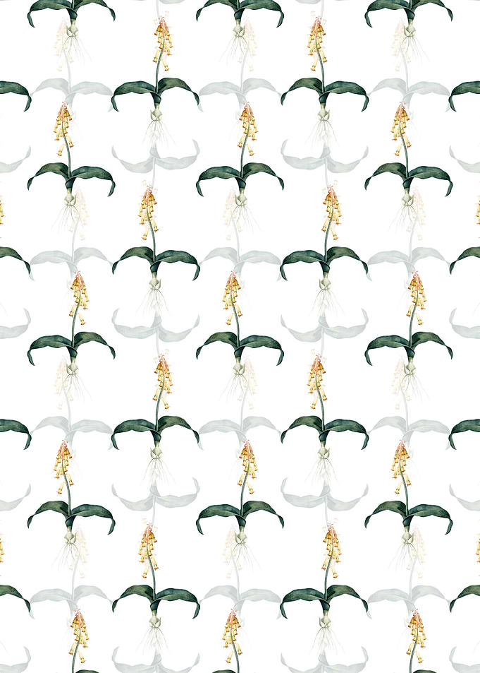Floral Watsonia Pattern