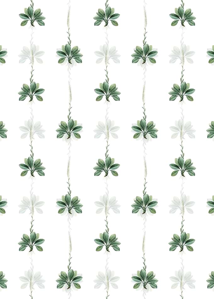 White Blazing Star Pattern