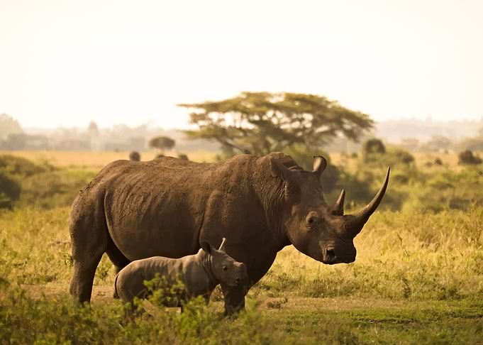 rhino
