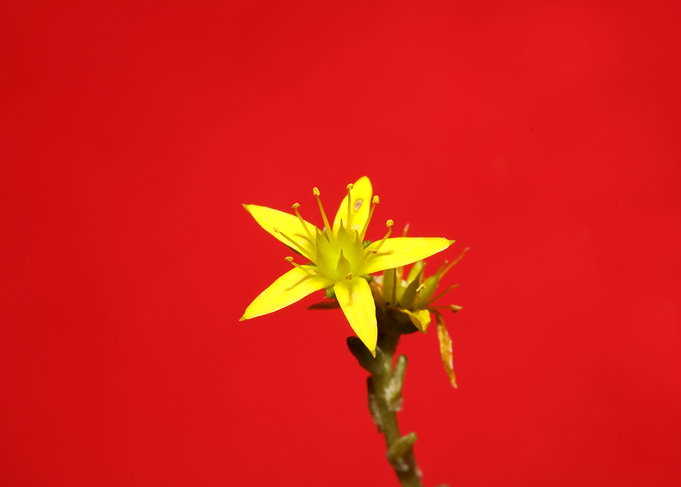 Yellow star flower blossom