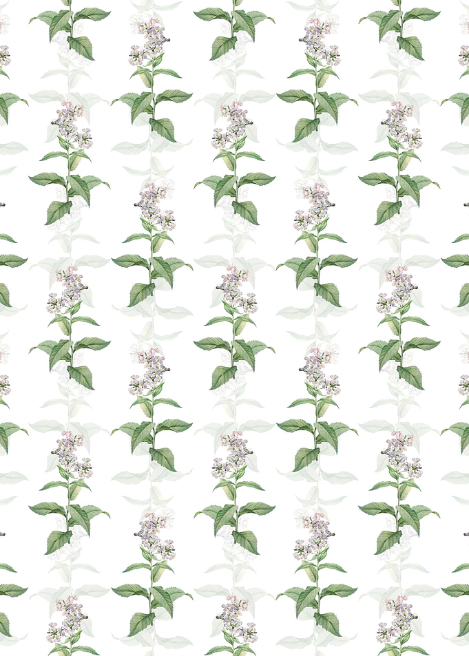 White Gillyflower Bloom
