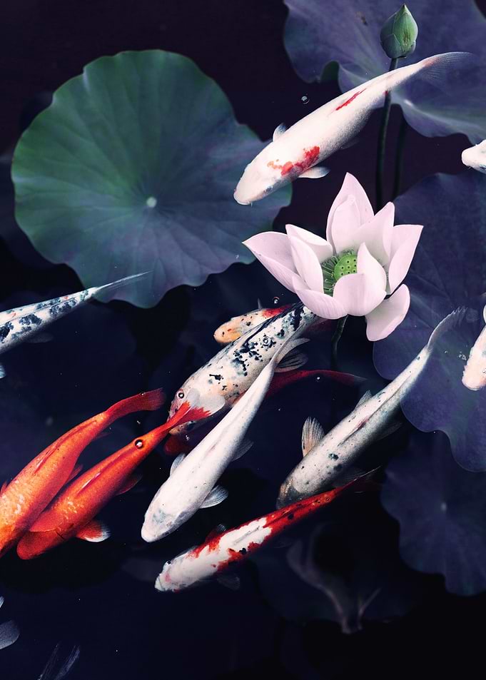 Koi