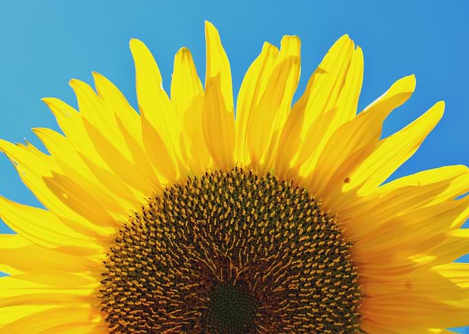 Summer sunshine