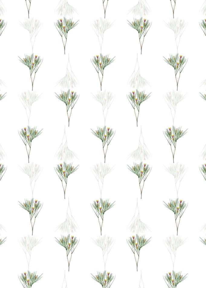 Witsenia Maura Pattern