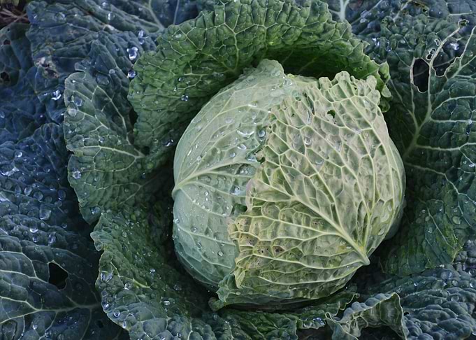 Cabbage patch