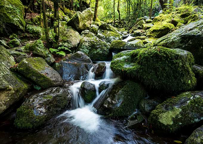 Madeira Jungle Waterfall