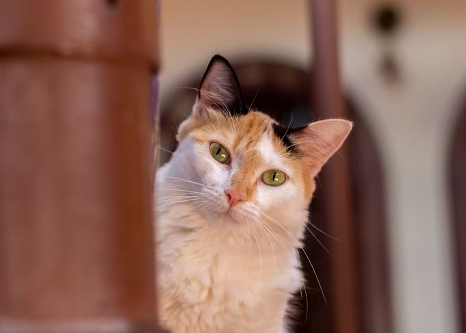 cute cat