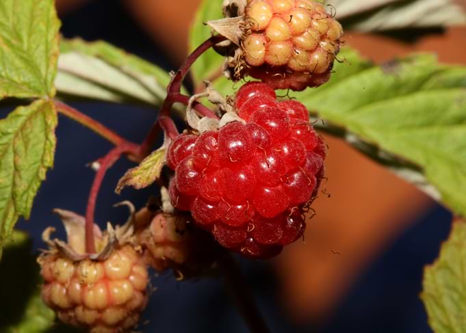 Red berry macro background