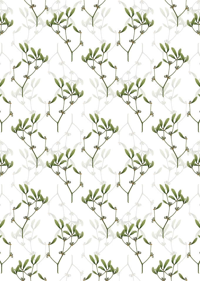 White Viscum Album Branch