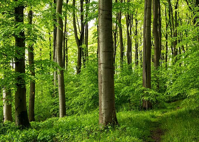 Springtime forest