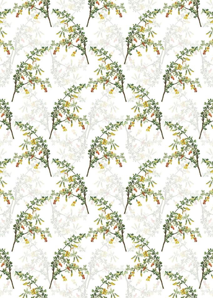 Caragana Sinica Pattern