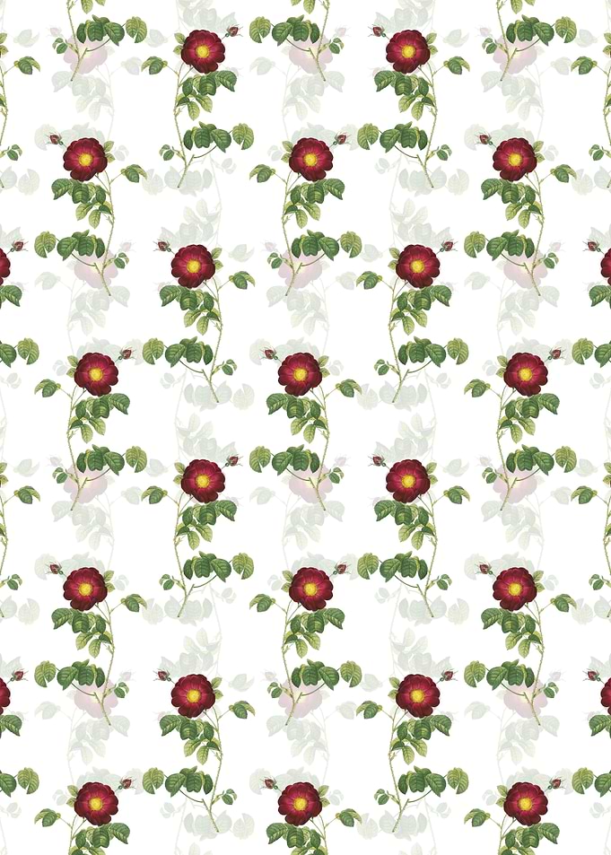 White Floral Rose Pattern