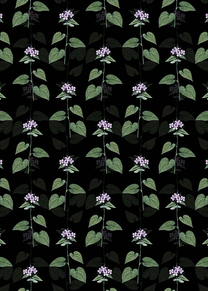 Black Morning Glory Flower