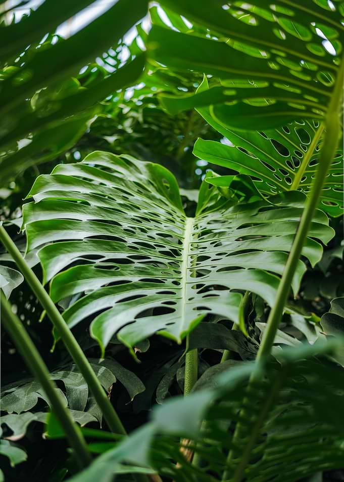Monstera Deliciosa Plant