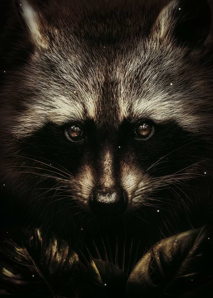 Raccoon Portrait