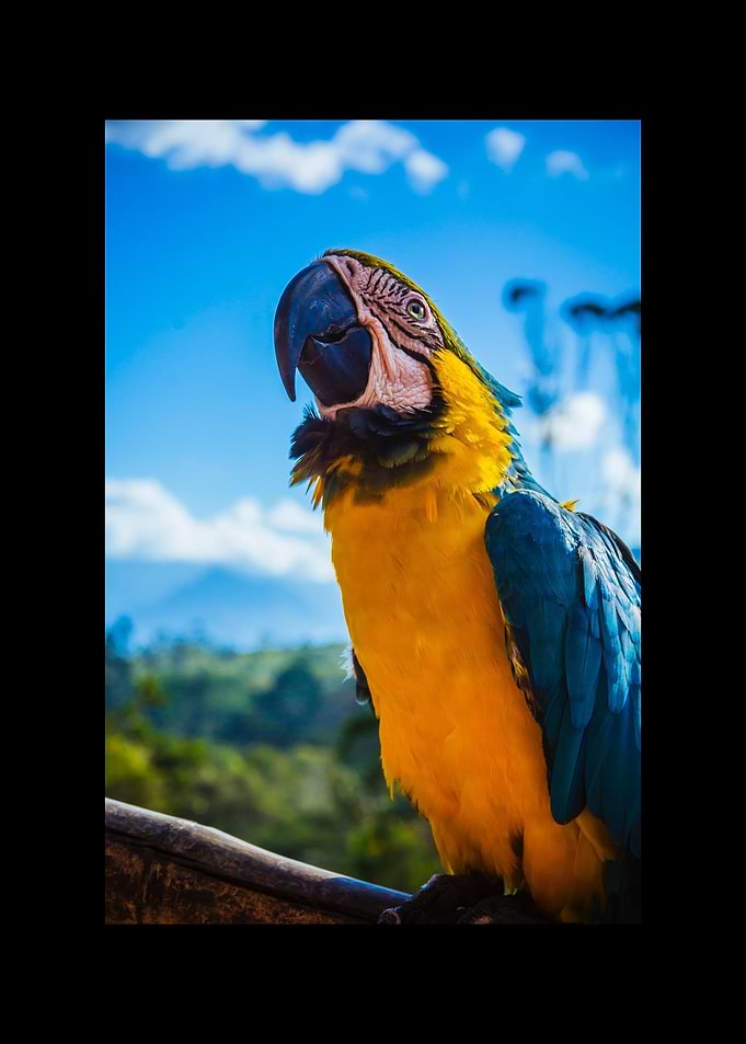 Parrot