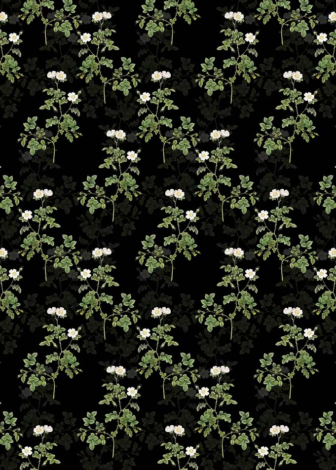 White Sweetbriar Rose