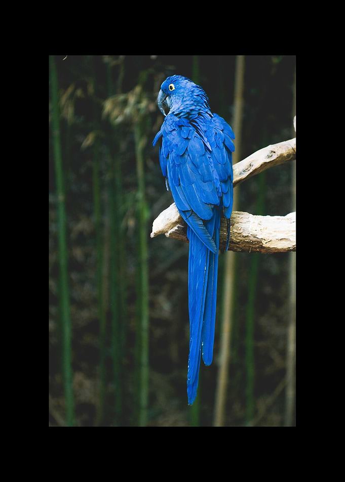 Parrot