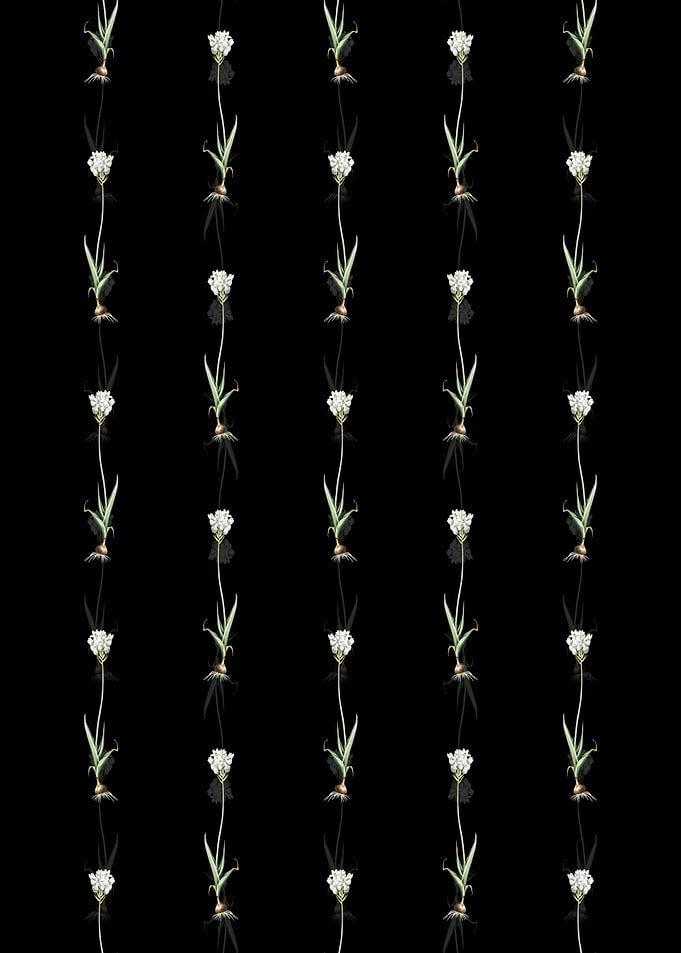 Chincherinchee Pattern
