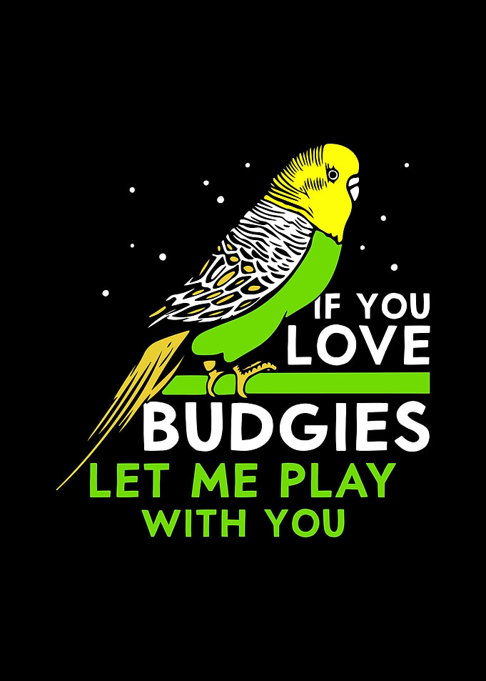 Budgie Budgeriga