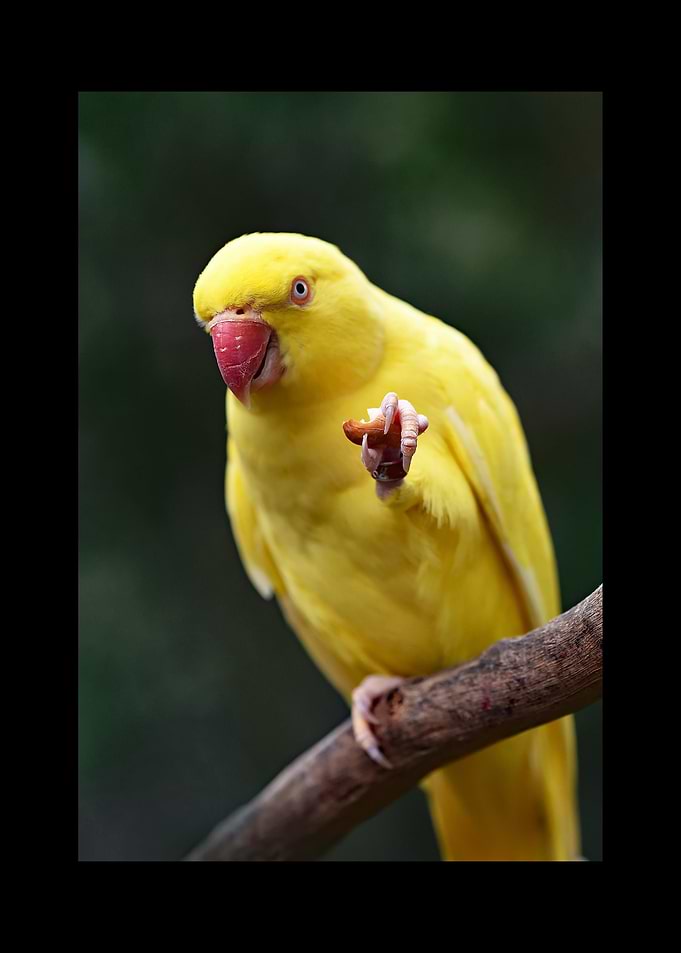 Parrot