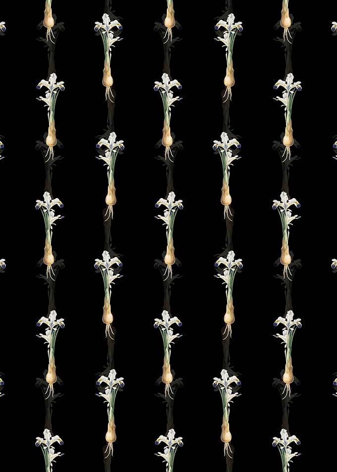 Black Iris Persica Pattern