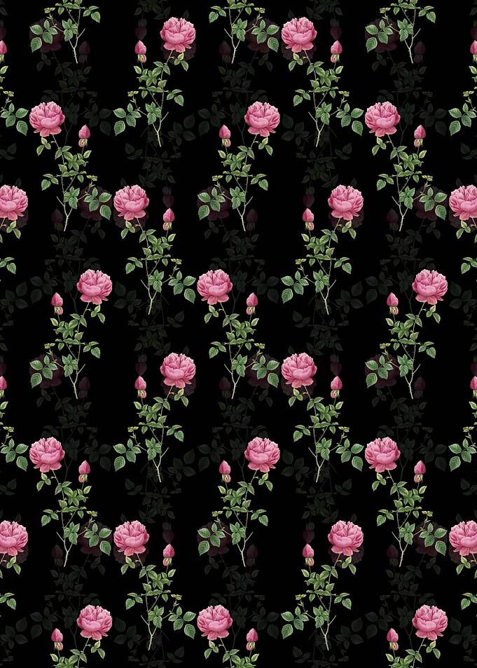 Pink Autumn China Rose