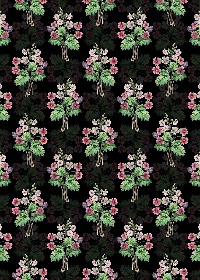 Black The Chinese Primrose